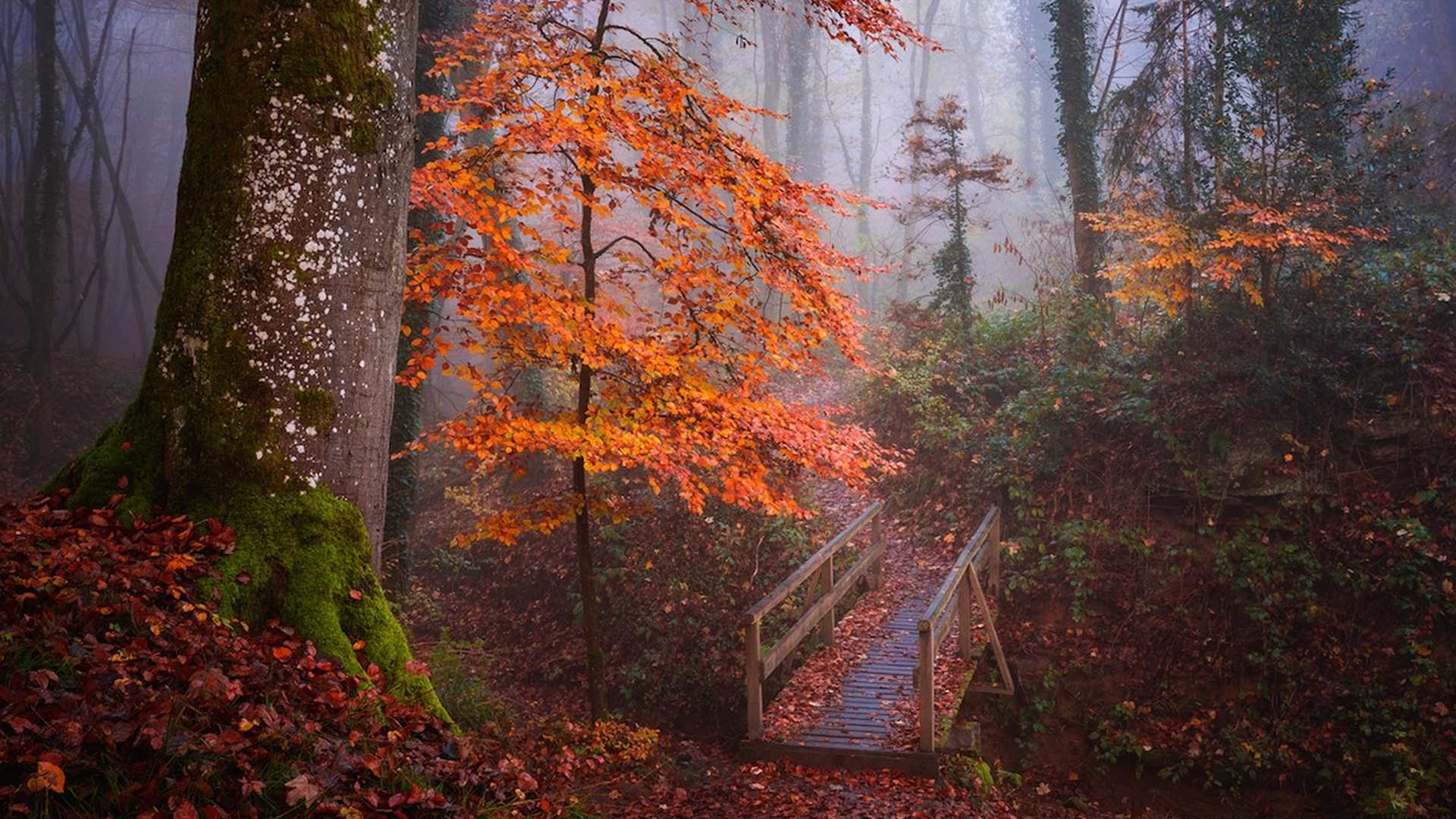 Naszály Trail